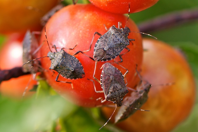 brown marmorated stink bug